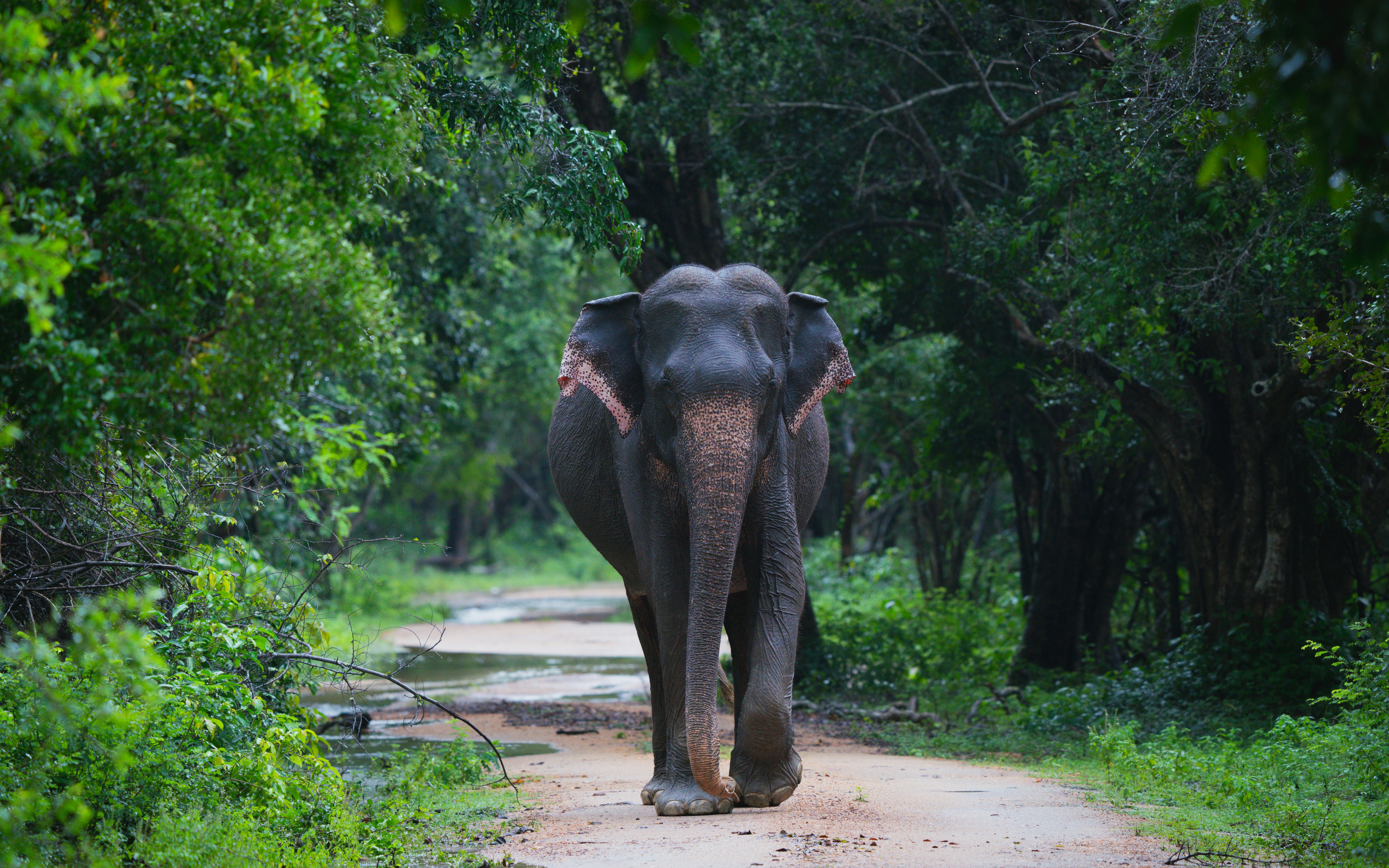 Kerala Wildlife Tourism Overview